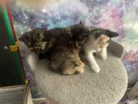 3 девочки кошечки, мама очень умная и ласковая