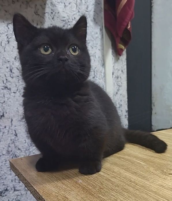 В продаже МАНЧКИНЫ