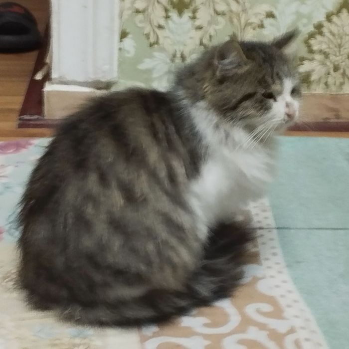 Кошка в добрые руки