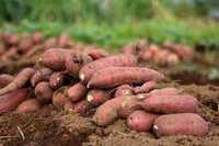 Răsad, butași, semințe, sămânța, răsaduri, lăstari de Cartofi Dulci !