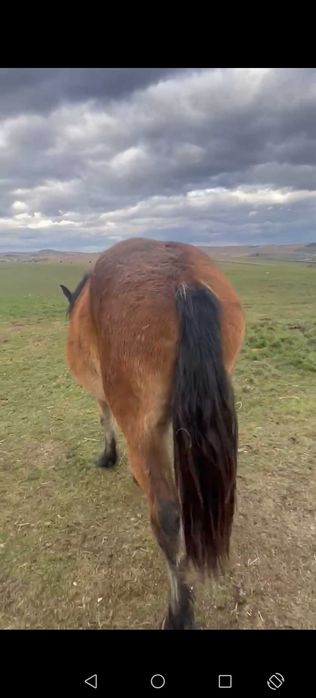 Vand 2 manze sau schimb cu o iapa