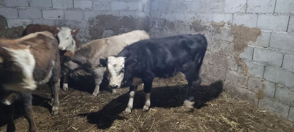 Сатылады сатылады