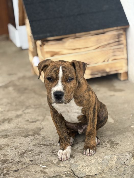 Продавам питбул териер това е бащата чистокръвен