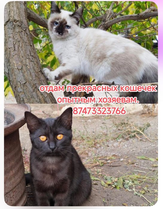 Отдам кошечек заботливым людям