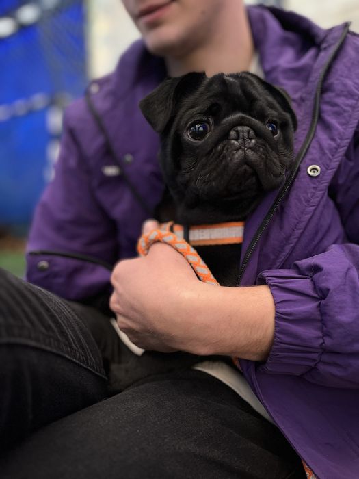 Мопс по имени Сэм ищет подружку для вязки