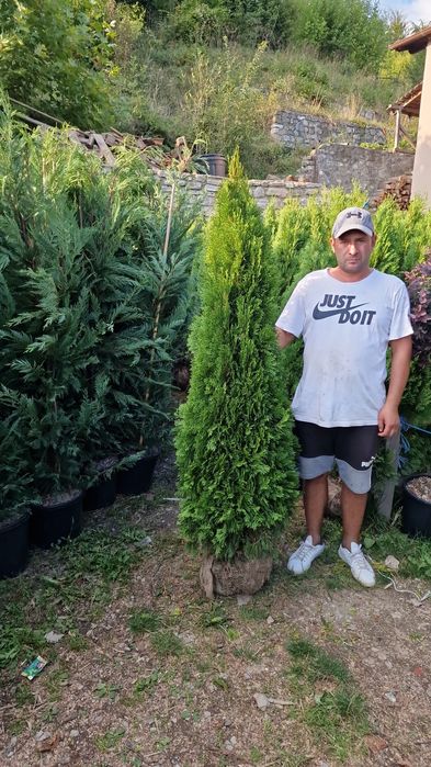 Plante ornamentale de  orice fel de specie