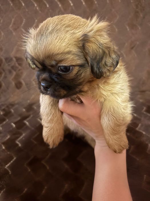 Продавам пекинези