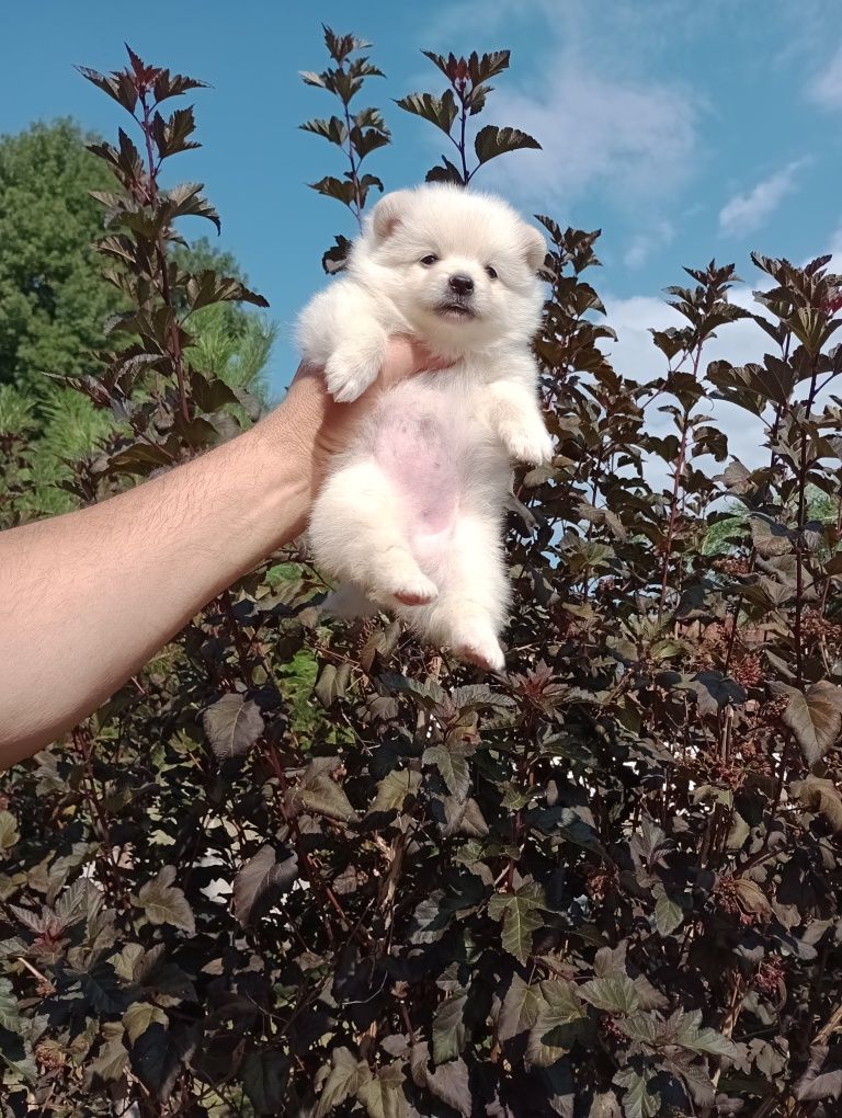 Померани. Момичета.