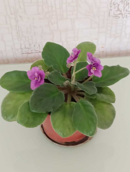 Цветок фиалки в горшке