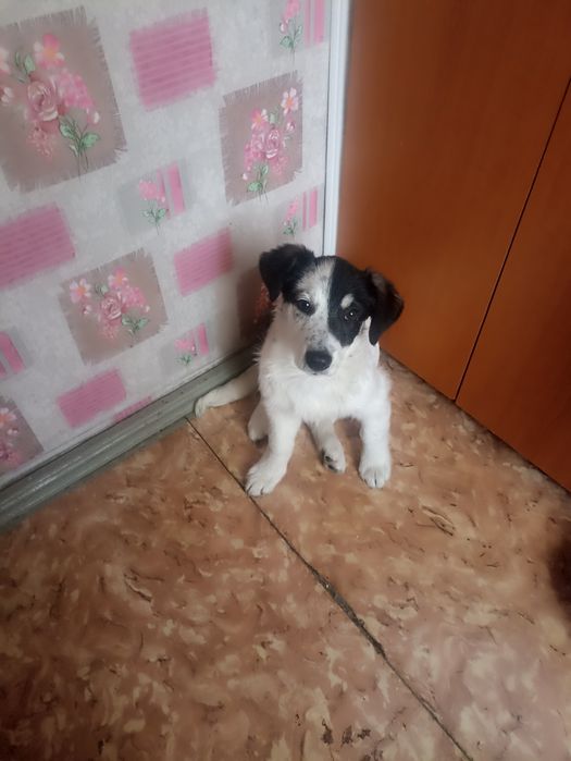 Отдам щенка, бесплатно