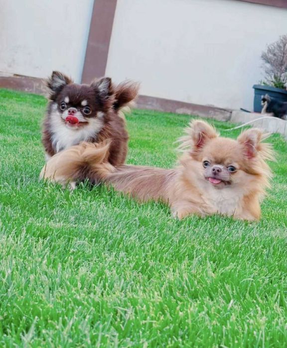 Женско миниатюрно чихуахуа шоколадов тен