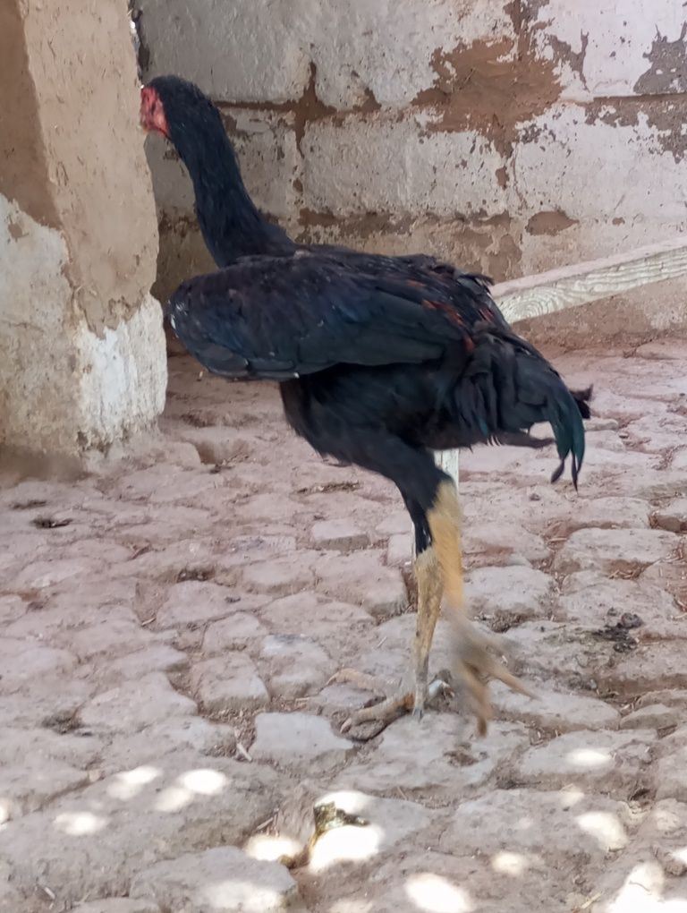 Vietnam zotli xoʻroz