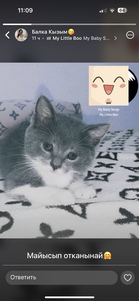 Кошки котята котенок