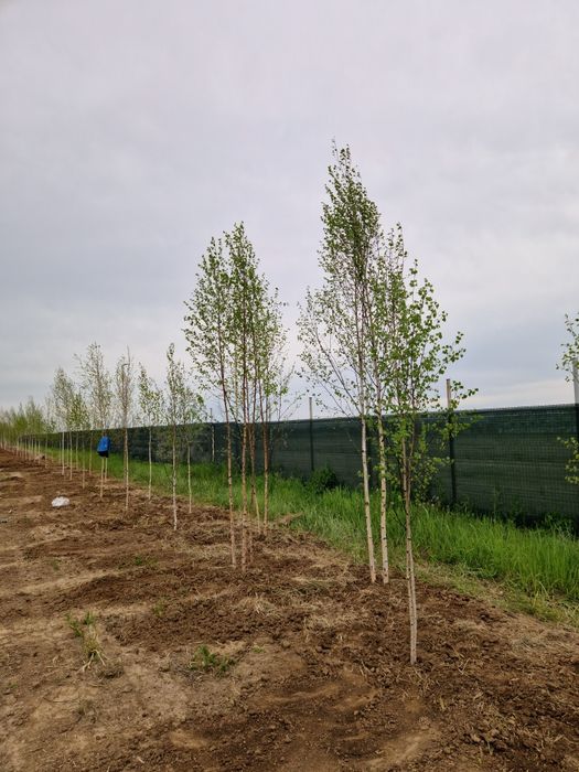 Mesteacan alb- Platan - Tei de floare - Catalpa- Artar