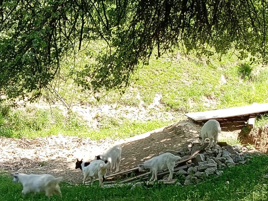 Iezi (țapi) de vânzare