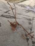 Plug vechi din fier/vintage,rustic, plug romanesc pentru arat