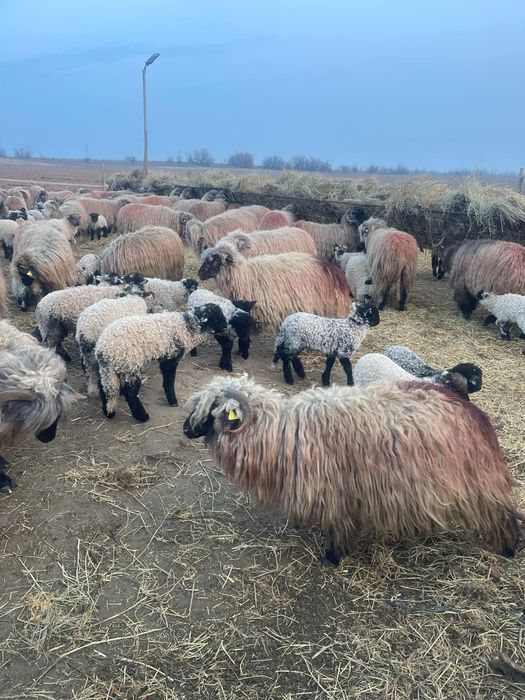 Vand 430 de oi rasa țurcana