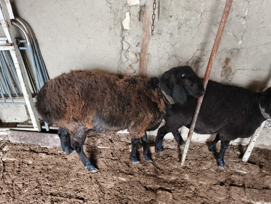 Qaozoqi quchqor sotiladi