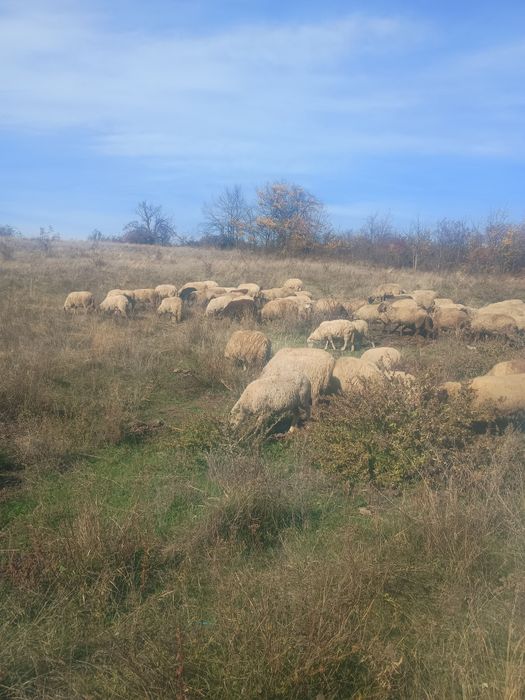 Oi de vânzare turmă de 80 bucati