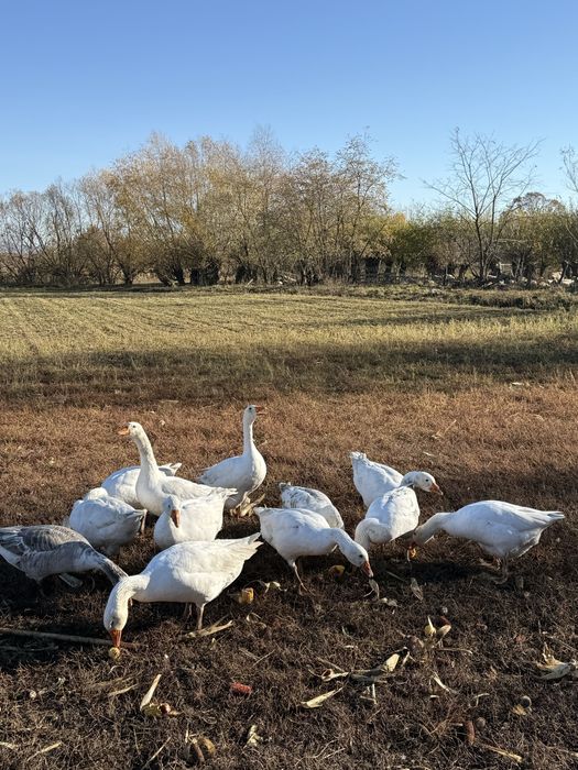 gâște crescute natural în gospodărie