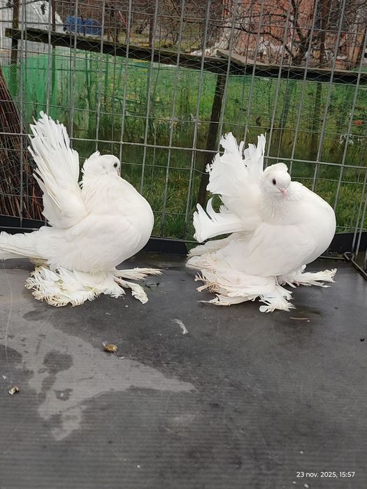 porumbei siberieni de vinzare