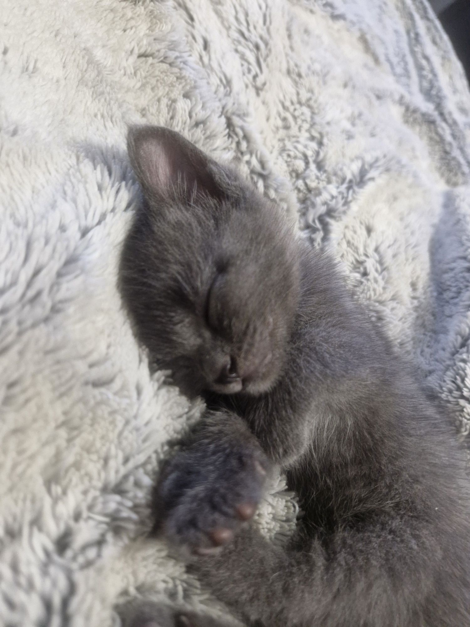 Отдам котёнка в добрые руки