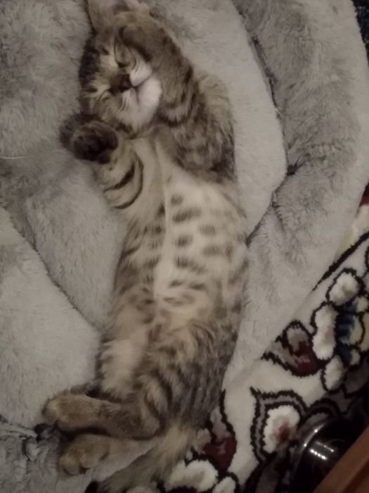 Отдам котенка в хорошие руки