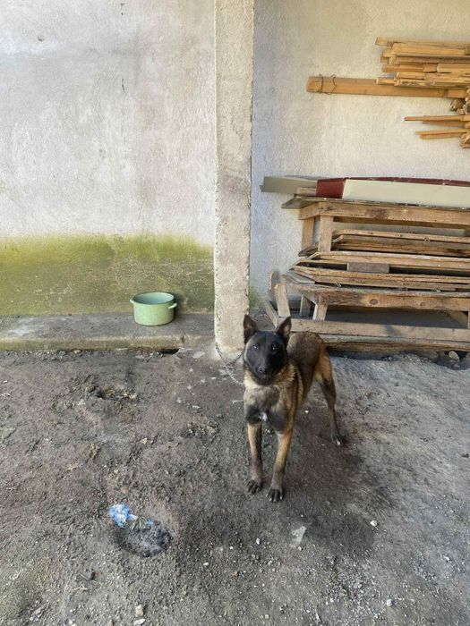 Белгийска овчарка