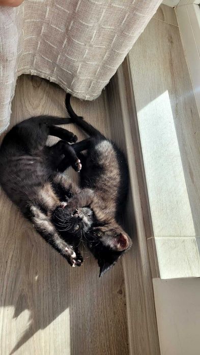 Adopție pui de pisică Iasi