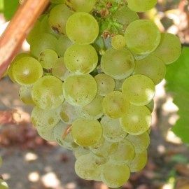 Vita de vie nobilala alba de vin