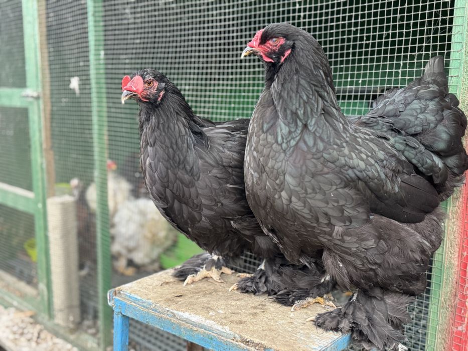 Familie brahma negre 2025