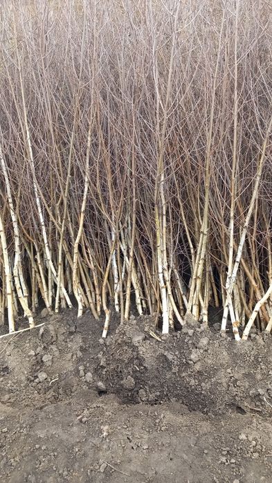 Puieti forestieri salcâm frasin carpen fag mesteacăn tei brad Ulm