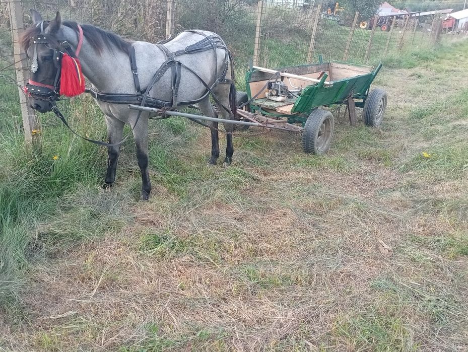 Vând mânză de 11 luni