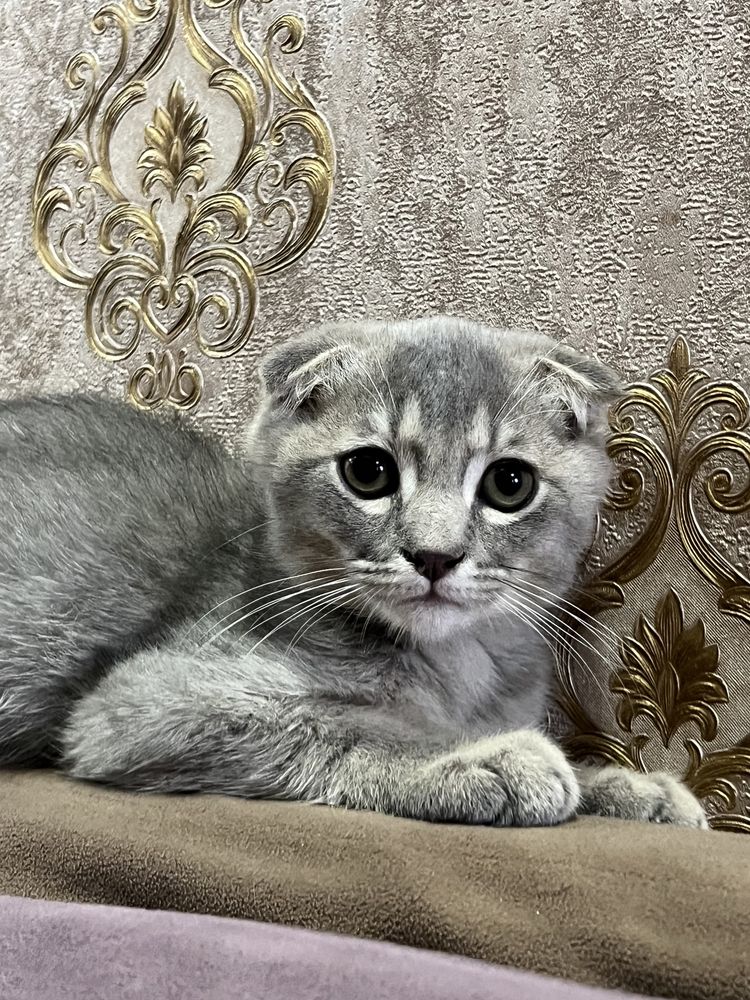 Scottish fold / скоттиш фолд