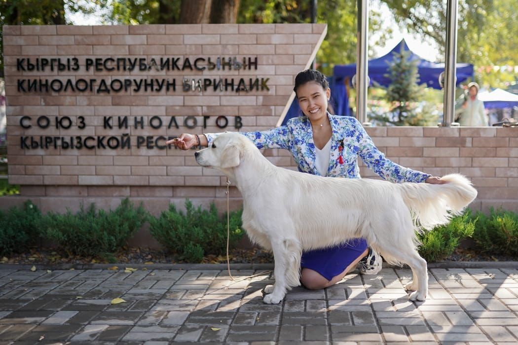 Вязка. Голден ретривер.