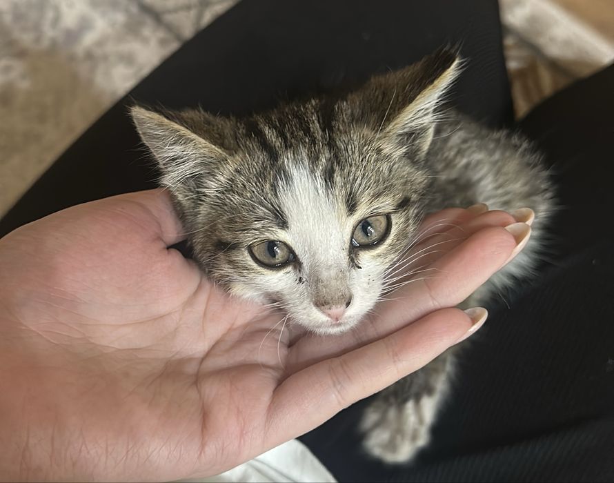 Отдам котенка в добрые руки
