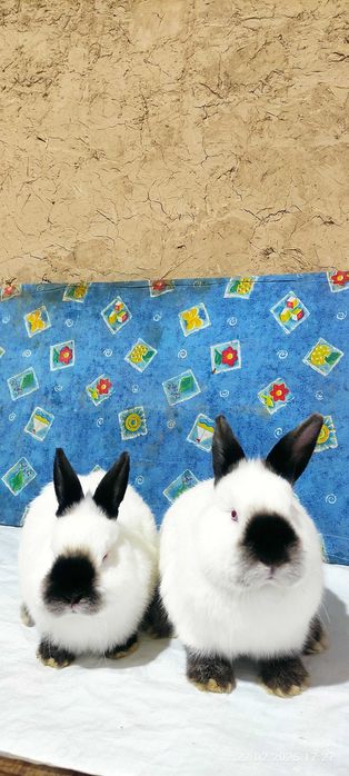 Кролики самцы Калифорнийской породы