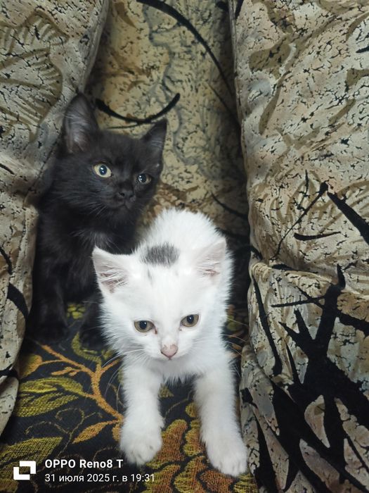 Отдам котят в добрые руки