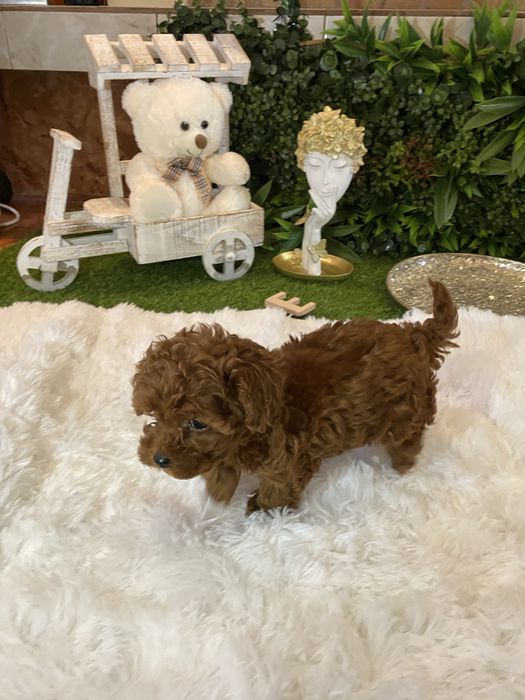 Pudel Toy – eleganți, inteligenți și foarte afectuoși