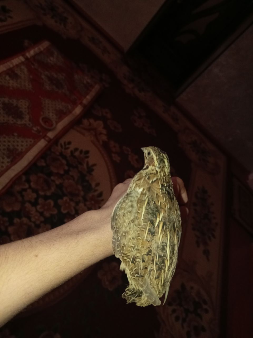 Sayraydigan bedana sayrashi chiroyli