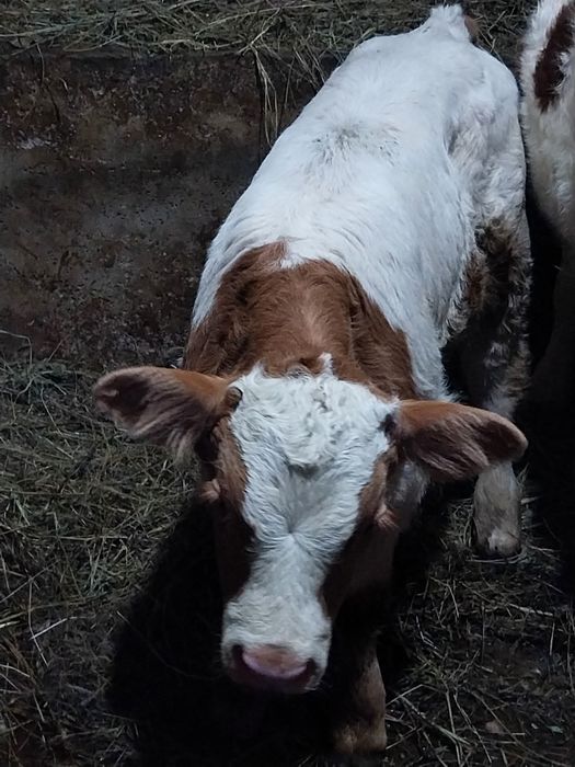 Vând 2 taurasi 2-3sapt