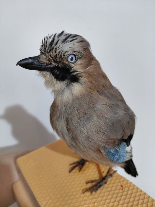 Gaita impaiata, taxidermie G2
