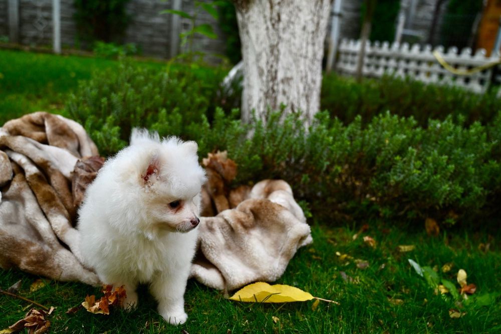 Померани момчета