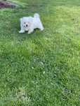 Mascul bichon maltez