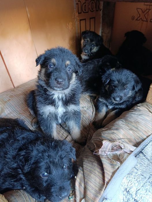 Продаются щенки келес