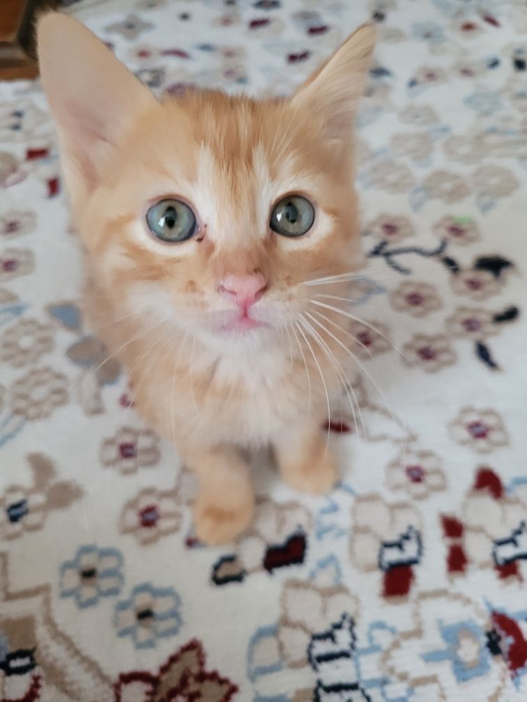 Котята ищут любящую,  заботлевую семью.