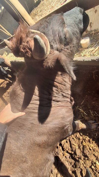 Buqalar 2 ta qora va qizil