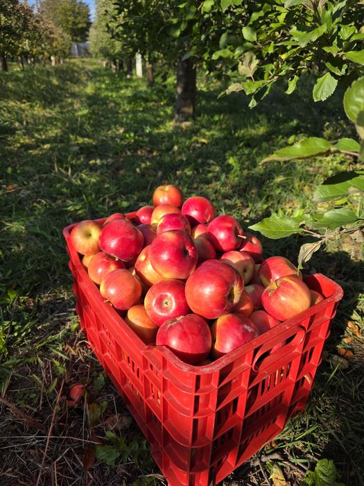 Mere românești din livadă proprie – soiuri diverse