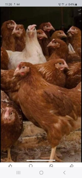 Vând găinușe outoare 18 lei bucata