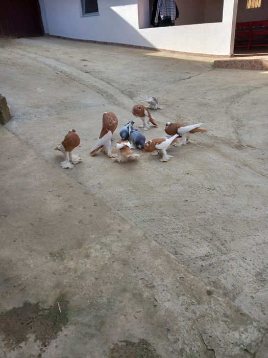 Vând porumbei gusati